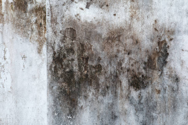 Best Water Damage & Mold Remediation  in Elizabethtown, PA