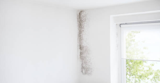 Best Mold Odor Removal Services  in Elizabethtown, PA
